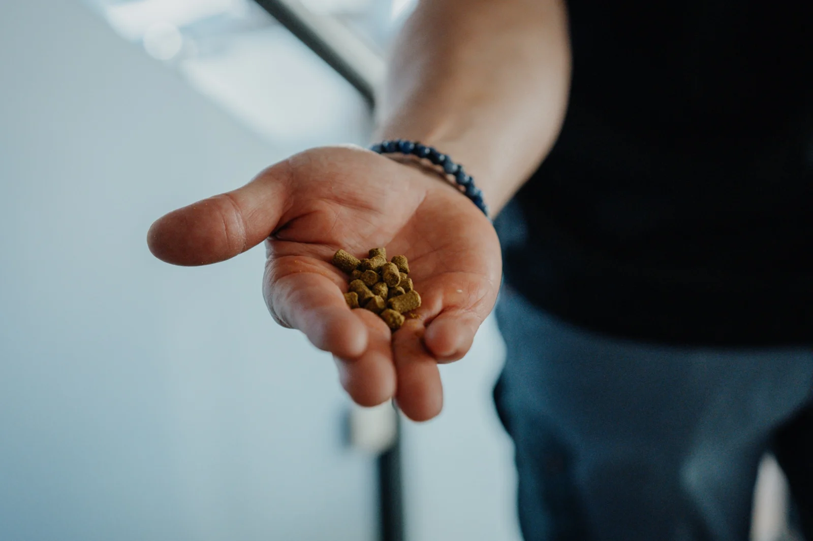 Frische grüne Hopfendolden in einer Hand
