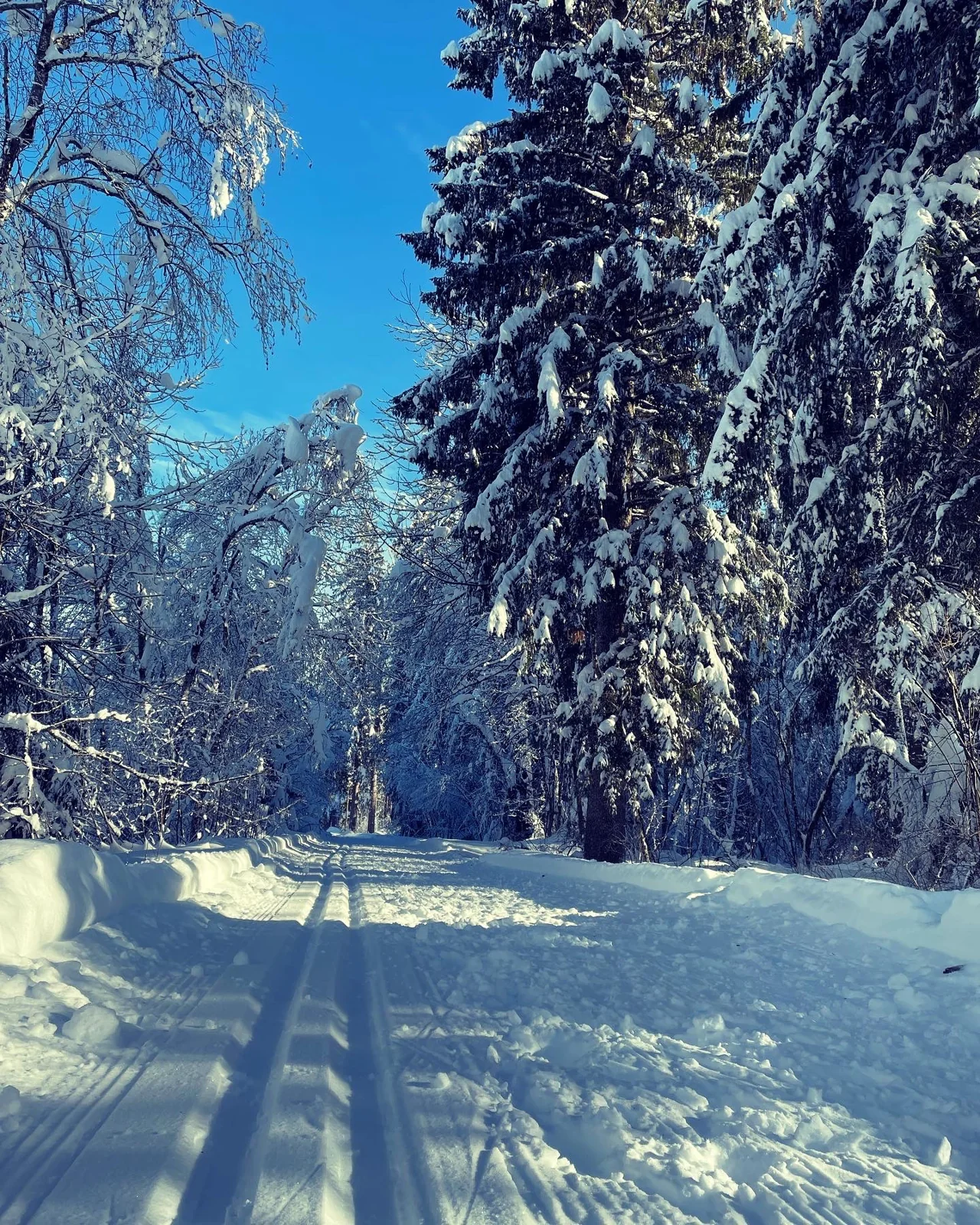Verschneiter Waldweg unter blauem Himmel